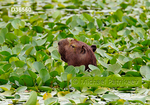 Capybara (Hydrochoerus hydrochaeris)